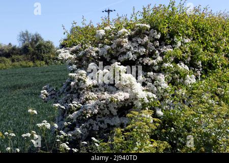 Hawthorne en pleine floraison, dans les haies le long de Coldblow Lane, Walmer, Kent Banque D'Images