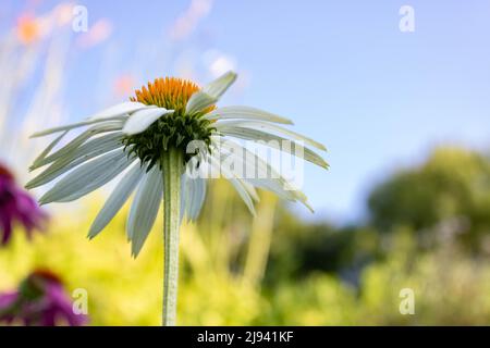 Fleur blanche (Echinacea purpurea , White Swan) forme à fleurs blanches de la fleur pourpre en été contre ciel bleu, gros plan et foyer sélectif Banque D'Images