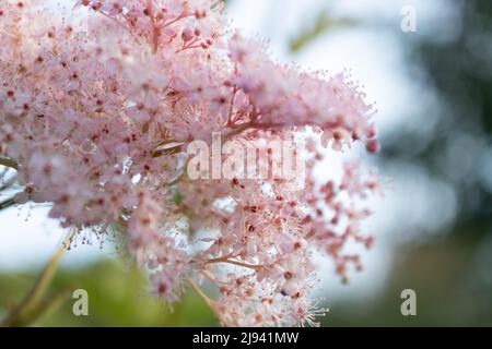 Gros plan du tamaraisque français à fleurs roses (Tamarix gallica) sur fond de bokeh vert Banque D'Images