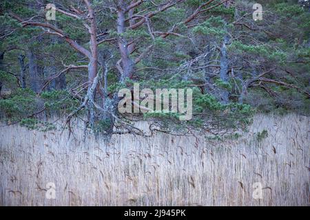 Pins calédoniens dans la forêt de Rothiemurcus, Cairngorms, Écosse, Royaume-Uni Banque D'Images