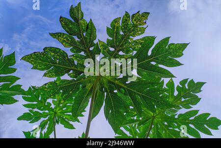 Feuilles de papaye avec fond bleu ciel. Gros plan sur les feuilles de papaye vertes Banque D'Images