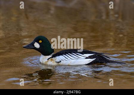 Garrot commun, Bucephala clangula, canard de mer de taille moyenne dans l'eau de la rivière. Oiseau noir et blanc avec tête sombre et oeil jaune dans la nature habitude Banque D'Images