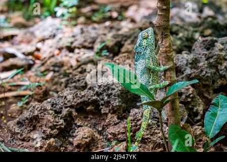 Le caméléon monte sur l'arbre.Chameleo sur Zanzibar Banque D'Images