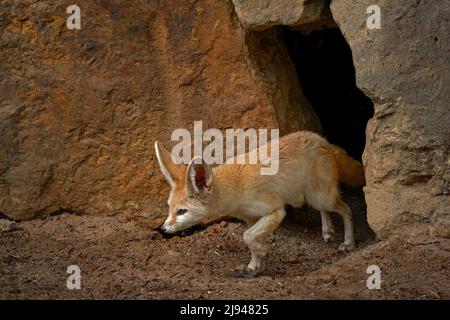 Renard Fennec, Vulpes zerda, petit renard crépusculaire originaire des déserts d'Afrique du Nord. Banque D'Images