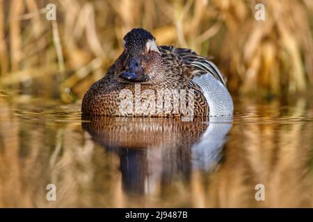 Garganey, Anas querquedula, petit canard à la cunte. Il se reproduit dans une grande partie de l'Europe et de l'Asie occidentale. Garganey détail portrait en gros plan dans l'eau. Marron g Banque D'Images