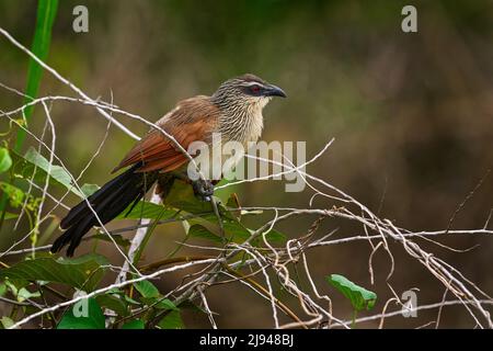 Coucal brun blanc ou couckoo à la peau de larche, oiseau de la famille des Cuculidae, assis en branche dans la nature sauvage. Coucal de gros oiseaux dans l'habitat, Cyperus papyrus, VI Banque D'Images