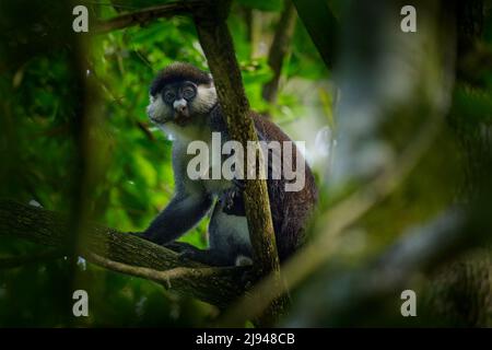 Singe à queue rouge le guenon de Schmidt, Cercopithecus ascanius, assis sur un arbre dans un habitat forestier naturel, PN de la forêt de Kibale, Ouganda en Afrique. Singe mignon Banque D'Images