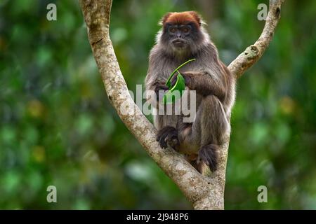 Singe d'Ouganda. Colobus rouge ougandais, tephrosceles de Piliocobus, singe gris à tête rufeuse assis sur le tronc d'arbre dans la forêt tropicale. Colobus rouge dans le veg Banque D'Images