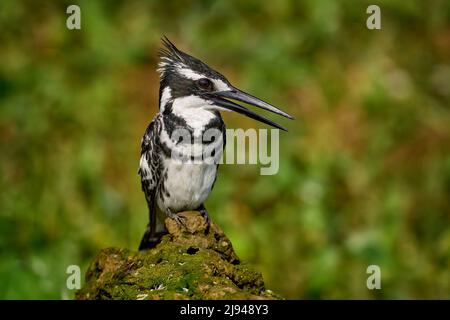 Kingfisher à Kazinga Channel, parc national de la Reine Elizabeth, Ouganda. Pied Kingfisher, Ceryle rudis, lumière du soir avec fleur rose. Noir et blanc b Banque D'Images