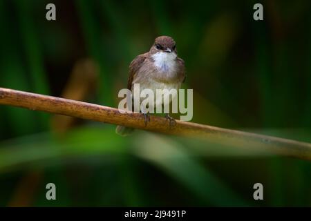 Marécage flycatcher ou marécage alseonax, Muscicapa aquatica, petit oiseau gris brun assis sur l'herbe près de l'eau de la rivière, canal de Kazinga, Reine Elizab Banque D'Images