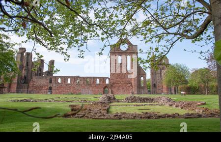 Abbaye d'Arbroath le transept sud et la fenêtre ronde utilisés comme guide pour les marins Banque D'Images