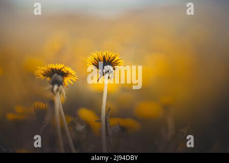 De belles fleurs sauvages de pissenlit jaune poussent dans un champ le jour de l'été. Mauvaises herbes. Nature en été. Banque D'Images