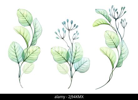 Ensemble de branches d'eucalyptus aquarelle. Grande collection d'illustrations botaniques peintes à la main isolées sur blanc. Bouquets verticaux transparents abstraits Banque D'Images
