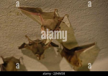 Chauve-souris Trident ou chauve-souris trident à nez de feuilles (Asellia tridens) Banque D'Images