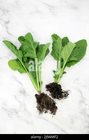 Plantes d'épinards biologiques avec des boules de racine de terre et des feuilles. Aliments sains riches en antioxydants, vitamines, minéraux pour stimuler le système immunitaire. Li durable Banque D'Images