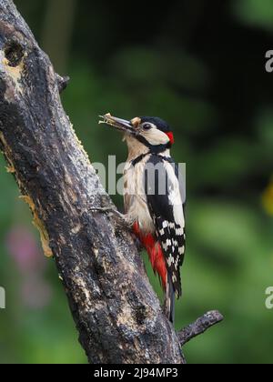 J'aime nourrir les oiseaux locaux dans mon jardin dont beaucoup ont un goût pour le beurre d'arachide. Banque D'Images