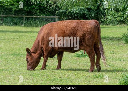 Vache de Devon rouge rubis dans le champ, race de bétail Banque D'Images