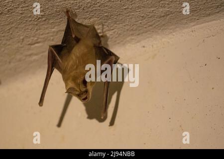 Chauve-souris Trident ou chauve-souris trident à nez de feuilles (Asellia tridens) Banque D'Images