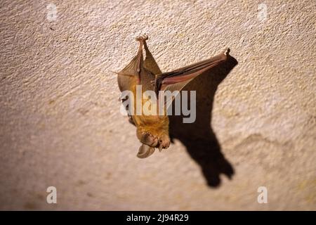 Chauve-souris Trident ou chauve-souris trident à nez de feuilles (Asellia tridens) Banque D'Images