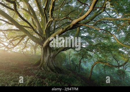 Un hêtre à Everlanes Woods le matin d'un été brumeux, Milborne Port, Somerset, Angleterre, Royaume-Uni Banque D'Images