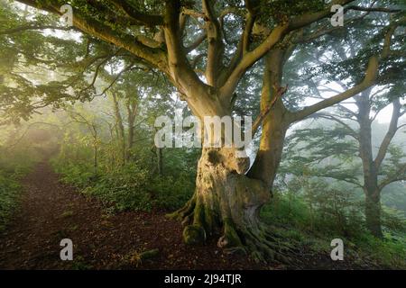 Un hêtre à Everlanes Woods le matin d'un été brumeux, Milborne Port, Somerset, Angleterre, Royaume-Uni Banque D'Images