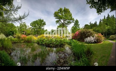 Norfolk Broads, How Hill Secret Garden, Norfolk England, 20 mai 2022, How Hill Secret Garden at How Hill Trust on the Norfolk Broads, Norfolk England. Les azalées et les rhododendrons sont particulièrement spectaculaires en mai et juin. Le jardin est ouvert tous les jours et est libre d'entrer. How Hill est un hameau sur la rivière Ant dans le parc national Broads de la paroisse de Ludham, Norfolk, Angleterre. How Hill House, achevé en 1903, a été conçu par Thomas Boardman, fils de l'architecte Edward Boardman; il a été maire de Norwich en 1905-1906. Depuis 1984, la maison est la maison de How Hill Trust, une éducation Banque D'Images