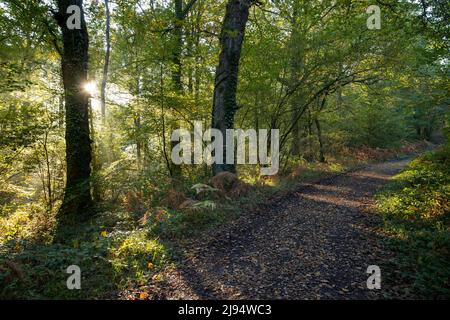 Une piste dans les Andaines, Parc naturel régional Normandie-Maine, Normandie, France Banque D'Images