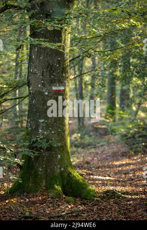 La Grande randonnée (sentier longue distance) signe sur un arbre sur le GR 22, les Andaines, Parc naturel régional Normandie-Maine, Normandie, France Banque D'Images