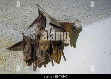 Chauve-souris Trident ou chauve-souris trident à nez de feuilles (Asellia tridens) Banque D'Images