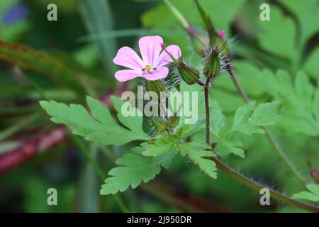 gros plan d'une belle fleur de robertianum de géranium et de ses feuilles délicatement à plumes sur un fond vert flou Banque D'Images