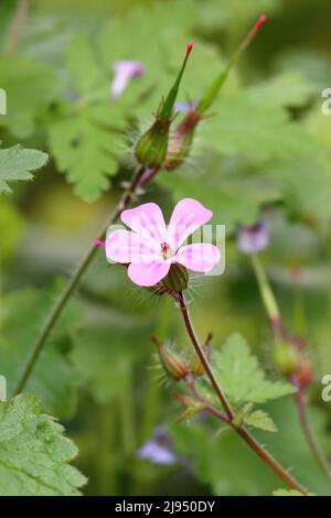 gros plan d'une fleur de robertianum géranium sur fond vert flou Banque D'Images