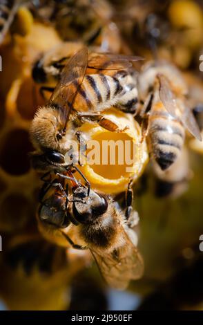 L'infirmière abeilles entourant l'extrémité ouverte d'une cellule queen avec une larve à l'intérieur Banque D'Images