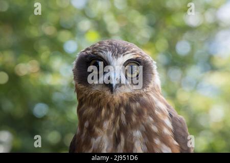 A Morepork Owl, Pitcombe Rock Falconry, Somerset, England, UK Banque D'Images