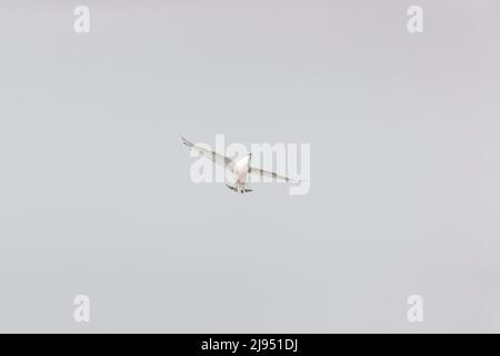 Petit Mouette (Larus minutus), premier plumage d'été, sur le point de capturer un insecte en vol, Suffolk, Angleterre, avril Banque D'Images