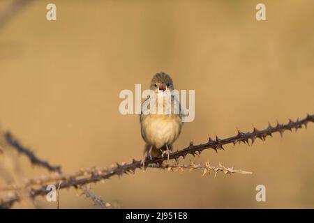 Paruline de sauterelle Locustella naevia, homme adulte perchée sur la ruée, chant, réserve naturelle de Minsmere RSPB, Suffolk, Angleterre, avril Banque D'Images