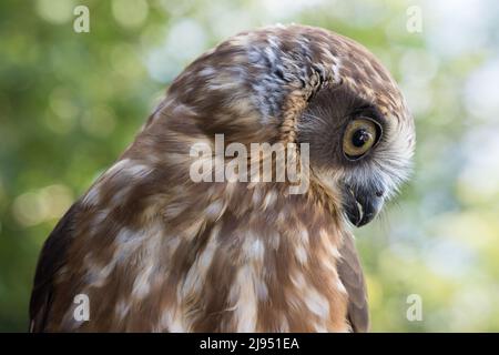 A Morepork Owl, Pitcombe Rock Falconry, Somerset, England, UK Banque D'Images