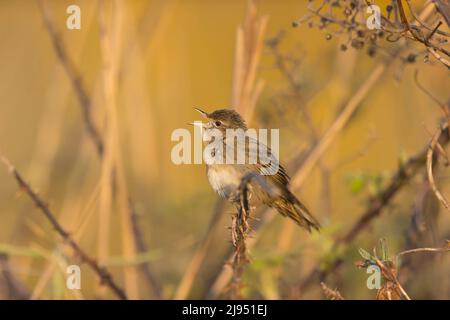 Paruline de sauterelle Locustella naevia, homme adulte perchée sur la ruée, chant, réserve naturelle de Minsmere RSPB, Suffolk, Angleterre, avril Banque D'Images