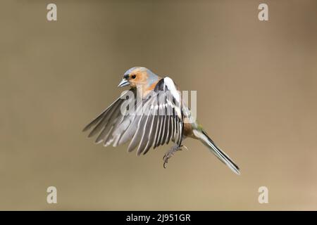 Chaffinch (Fringilla coelebs) adulte, vol masculin, Suffolk, Angleterre, avril Banque D'Images