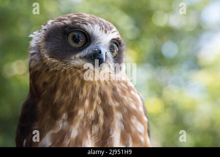 A Morepork Owl, Pitcombe Rock Falconry, Somerset, England, UK Banque D'Images