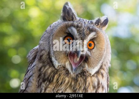 Un hibou à longues oreilles, Pitcombe Rock Falconry, Somerset, Angleterre, Royaume-Uni Banque D'Images