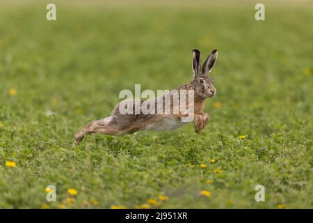 Lièvre européen (Lepus europeaus) adulte courant, Hortobagy, Hongrie, avril Banque D'Images