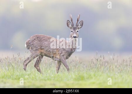 Cerf de Virginie (Capranolus capranolus), homme adulte debout dans les prairies, Hotobagy, Hongrie, avril Banque D'Images