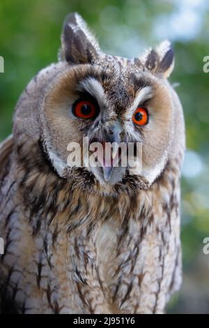 Long Eared Owl, Pitcombe Rock Falconry, Somerset, Angleterre, Royaume-Uni Banque D'Images