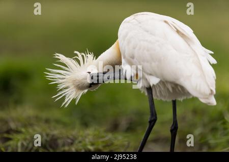 Eurieria Spoonbill (Platalea leucorodia) adulte préening, Hortobagy, Hongrie, avril Banque D'Images