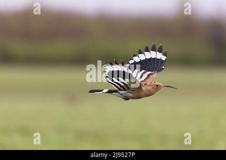 Hoopoe eurasien (Upupa epops) adulte volant, Hortobagy, Hongrie, avril Banque D'Images