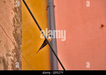 Avaler assis sur un câble en acier, regardant de son côté gauche. En arrière-plan, un bec verseur et des murs de maison jaune foncé et rose pâle. Banque D'Images