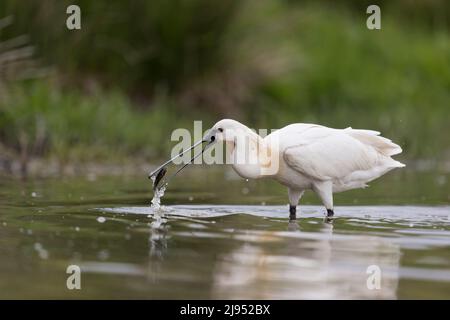 Almoonbill eurasien (Platalea leucorodia) adulte debout dans l'eau, se nourrissant de poisson, Hortobagy, Hongrie, avril Banque D'Images