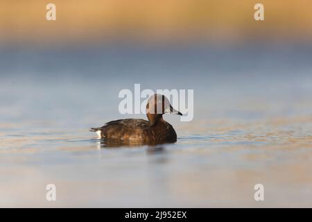 Canard ferrugineux (Aythya nyroca) adulte natation femelle, Hortobagy, Hongrie, avril Banque D'Images