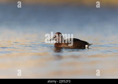 Canard ferrugineux (Aythya nyroca) adulte homme natation, Hortobagy, Hongrie, avril Banque D'Images