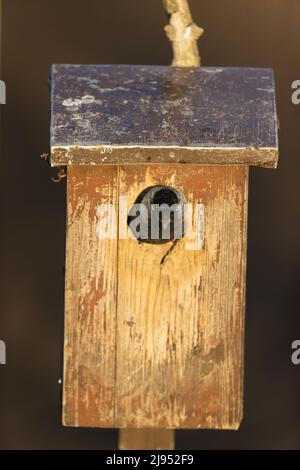 Adulte de la région eurasienne de Jackdaw (Corvus monedula) regardant de la boîte de nid, Hortobagy, Hongrie, avril Banque D'Images